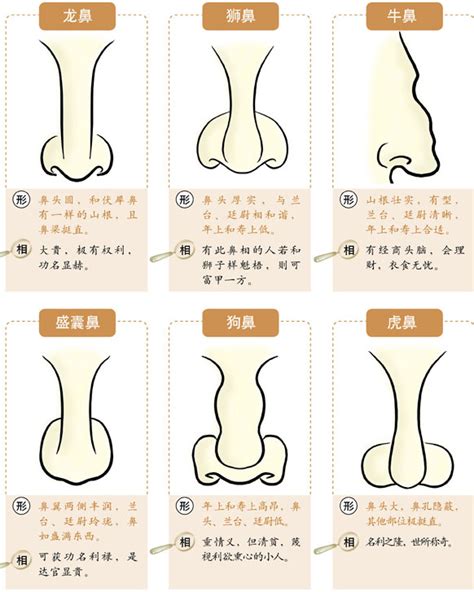 豬膽鼻 面相|鼻子面相圖解 (二) 鼻形 